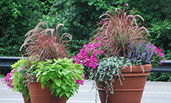 Clayton and Warson Planters